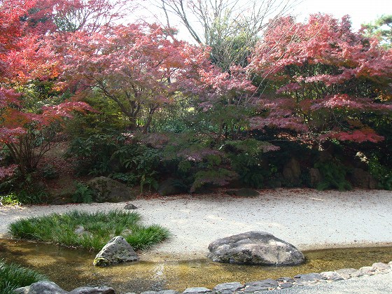 h蓮池と紅葉